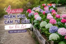 4 địa điểm ngắm hoa Cẩm Tú Cầu tại Đà Lạt bạn nên ghé qua