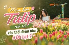Thời điểm hoa Tulip ở Đà Lạt nở: Mùa hoa đẹp nhất và địa điểm ngắm hoa