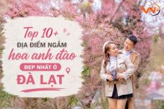 Top 10+ địa điểm ngắm hoa anh đào đẹp nhất ở Đà Lạt