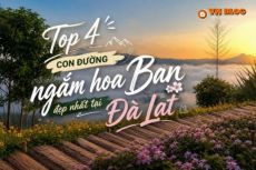 Top 4 con đường ngắm hoa Ban đẹp nhất tại Đà Lạt