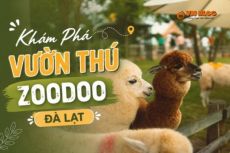 ZooDoo Đà Lạt: Khám phá vườn thú độc đáo giữa núi rừng
